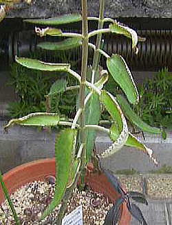 R_JxPC(qٌc)Bryophyllum daigremontianum xPC\E |@Cٌc(VRxPC)2