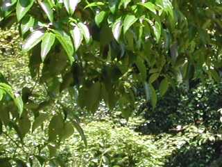 oN`mL(ł̖)(͂̂) Prunus zippeliana@o2