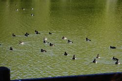 �L���N���n�W���̊y��""