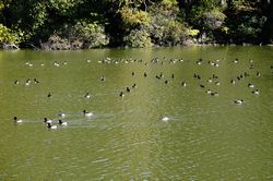 100�H�ȏ�m�F���܂����B�@����!!