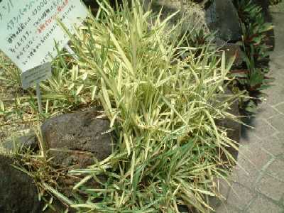 イヌシバの園芸品種stenotaphrum secundatum cv.variegatum　イネ科2