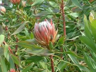 LOveA KingProtea(Protea cynaroides)2