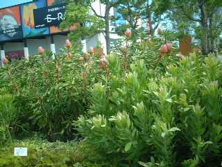 LOveA KingProtea(Protea cynaroides)3