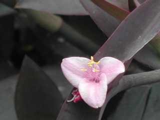 TLSe Setcreasea pallida cv.Purple Heart cNT1