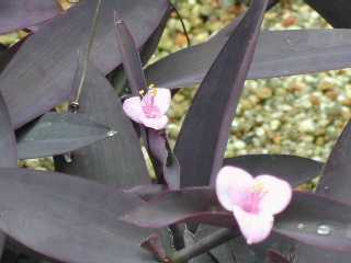 TLSe Setcreasea pallida cv.Purple Heart cNT2