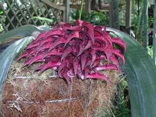 ȃo{tBEt@mvVX(Bulbophyllum  phalaenopsis)1
