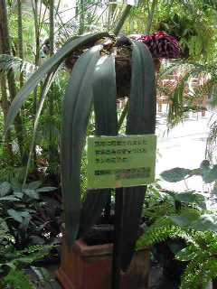 ȃo{tBEt@mvVX(Bulbophyllum  phalaenopsis)2