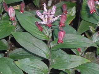 ユリ科タイワンホトトギス(Tricyrtis formosana)の写真2