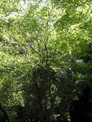 カエデ科チドリノキ(Acer carpinifolium Sieb, et Zucc.)の写真1
