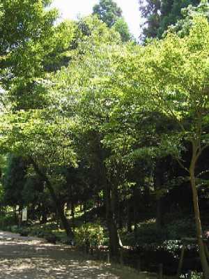 カエデ科チドリノキ(Acer carpinifolium Sieb, et Zucc.)の写真2