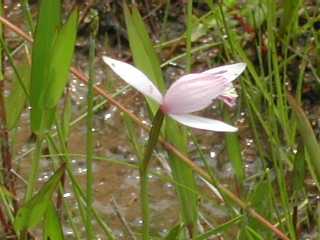 ラン科トキソウPogonia japonica(朱鷺草)の写真1