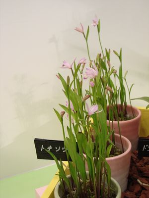 ラ科トキソウPogonia japonica(朱鷺草)の写真4