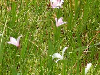 ラ科トキソウPogonia japonica(朱鷺草)の写真3