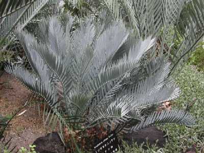 \ecȃgmT}Ij\ec(Encephalartos princeps R.A.Dyer)̎ʐ^1