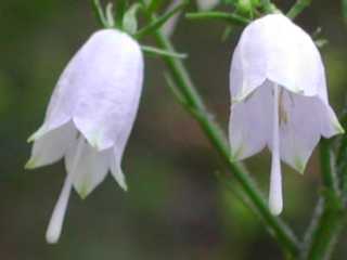 LLEȃcKljW(Adenophora triphylla var.japonica)(ޏlQ)̎ʐ^2