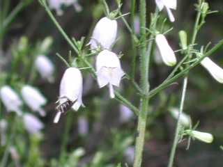 LLEȃcKljW(Adenophora triphylla var.japonica)(ޏlQ)̎ʐ^1