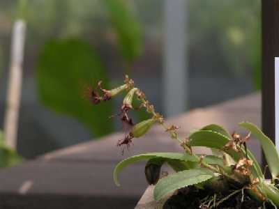 ȓ(Bulbophyllum barbigerum)̎ʐ^1