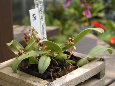 ȓ(Bulbophyllum barbigerum)̎ʐ^2