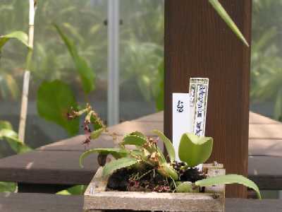 ȓ(Bulbophyllum barbigerum)̎ʐ^3